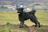 PUMI 002